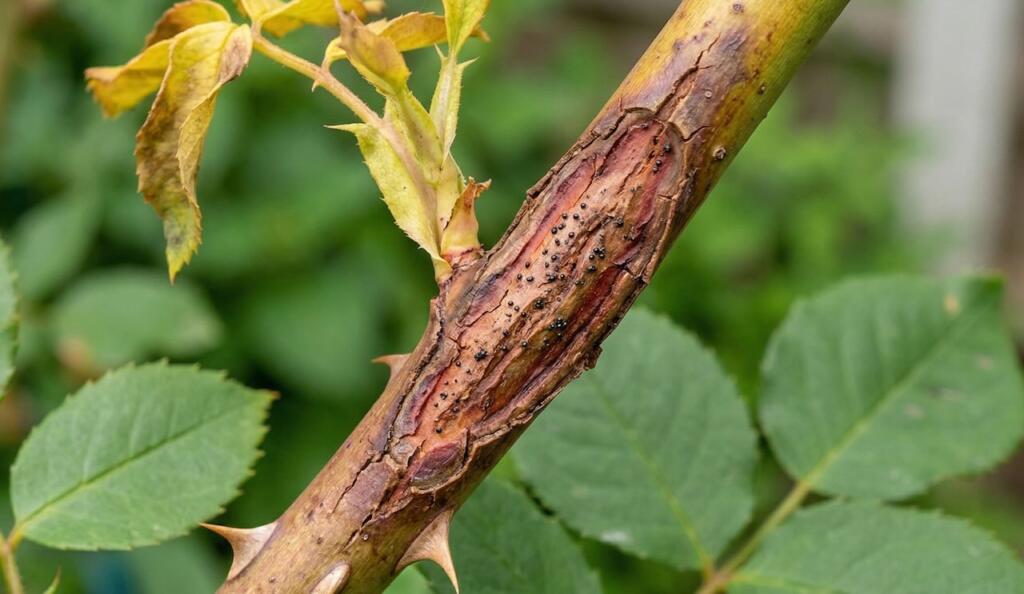 Rose canker