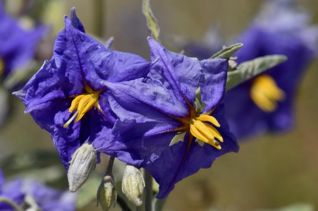 Climbing plants for south facing gardens