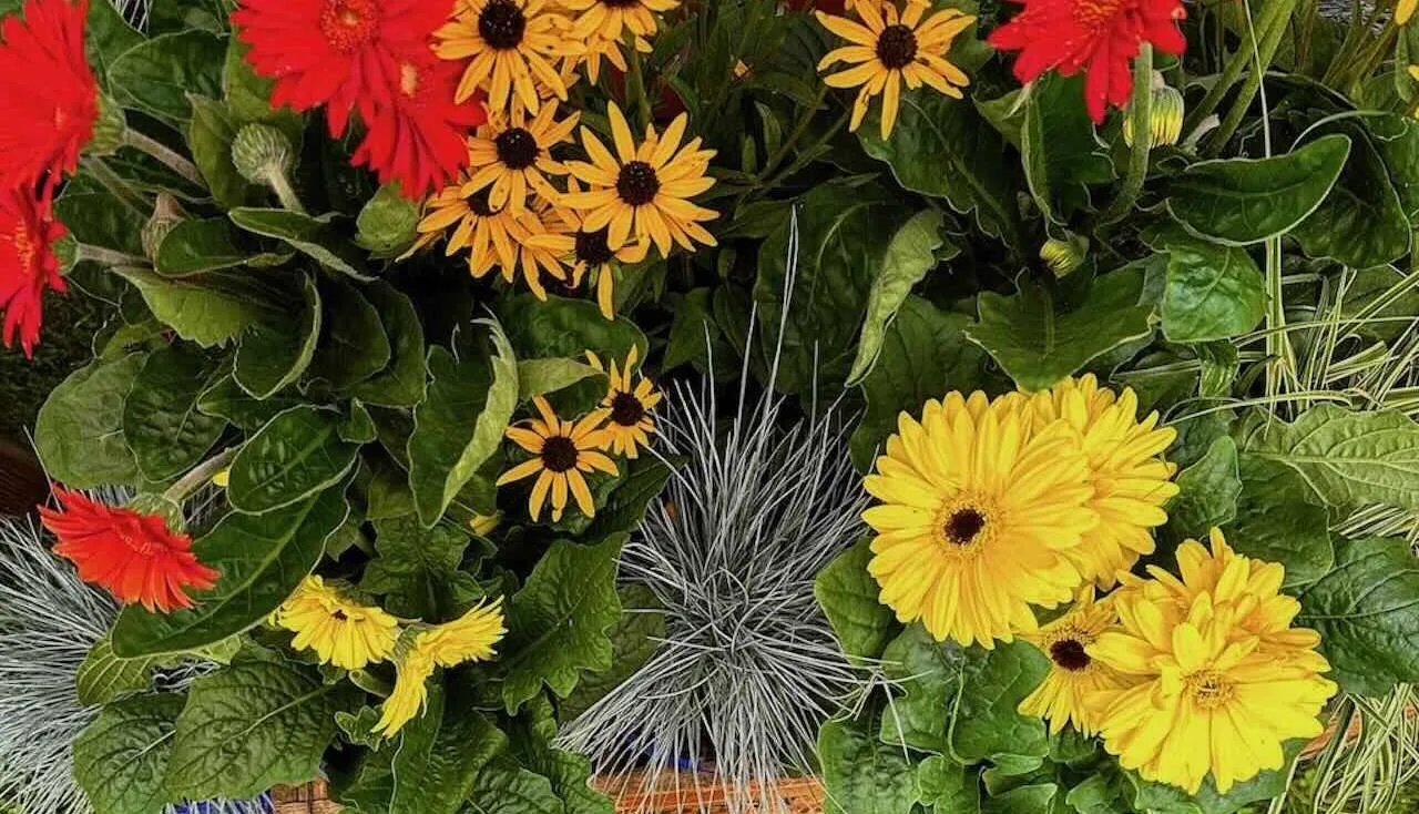 Southport flower show guide