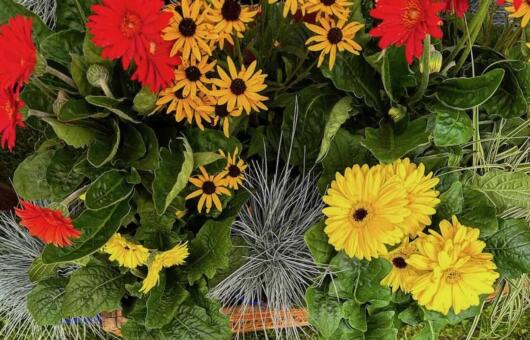 Southport flower show guide