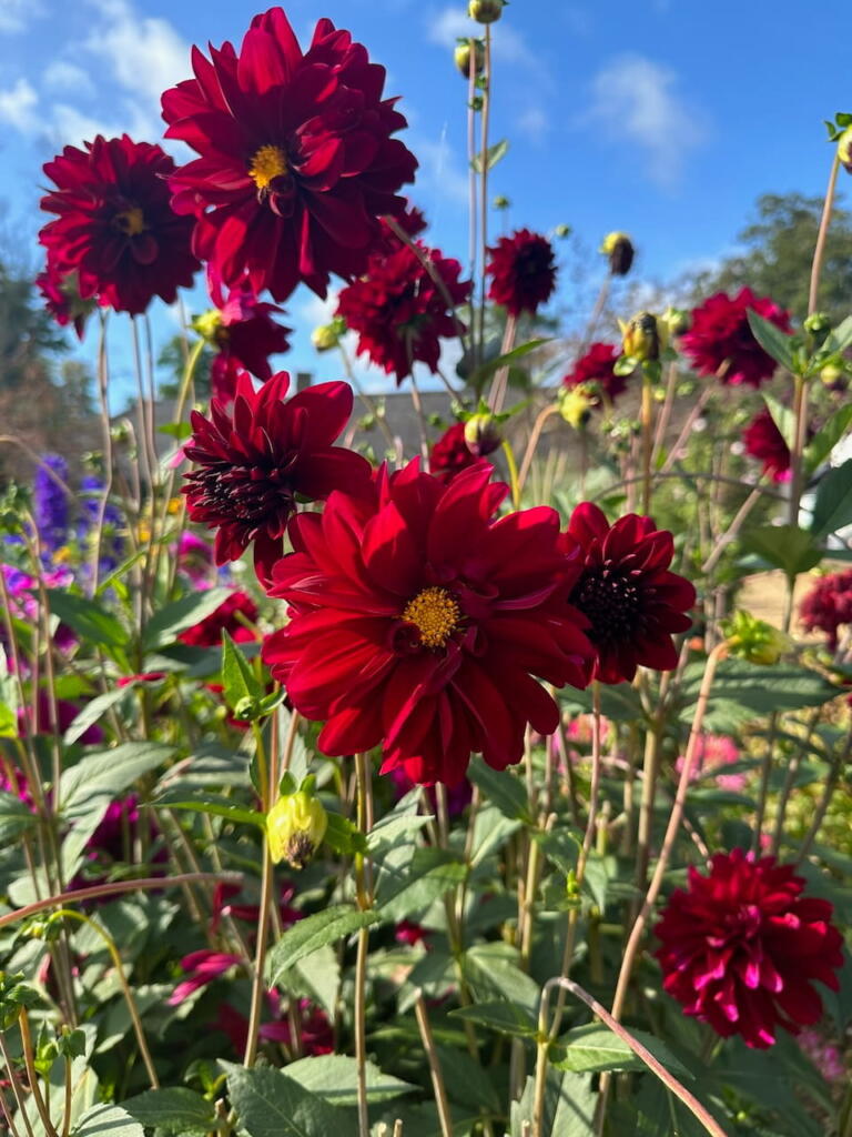 Dahlias at southport flower show