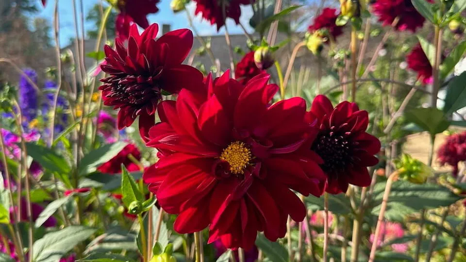 Dahlias at southport flower show