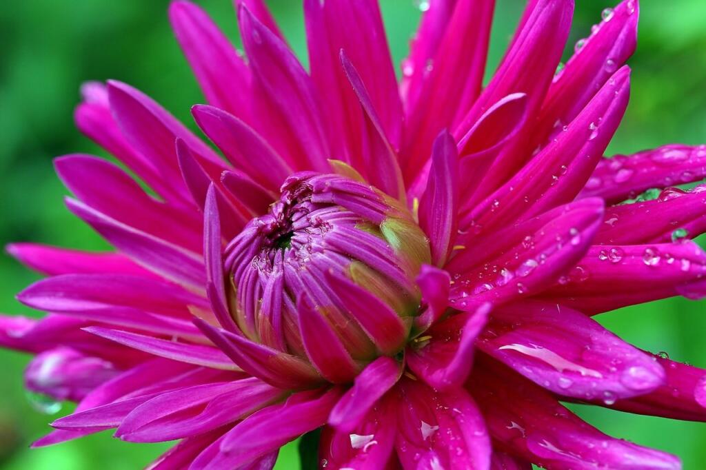 Best pink flowers in a garden