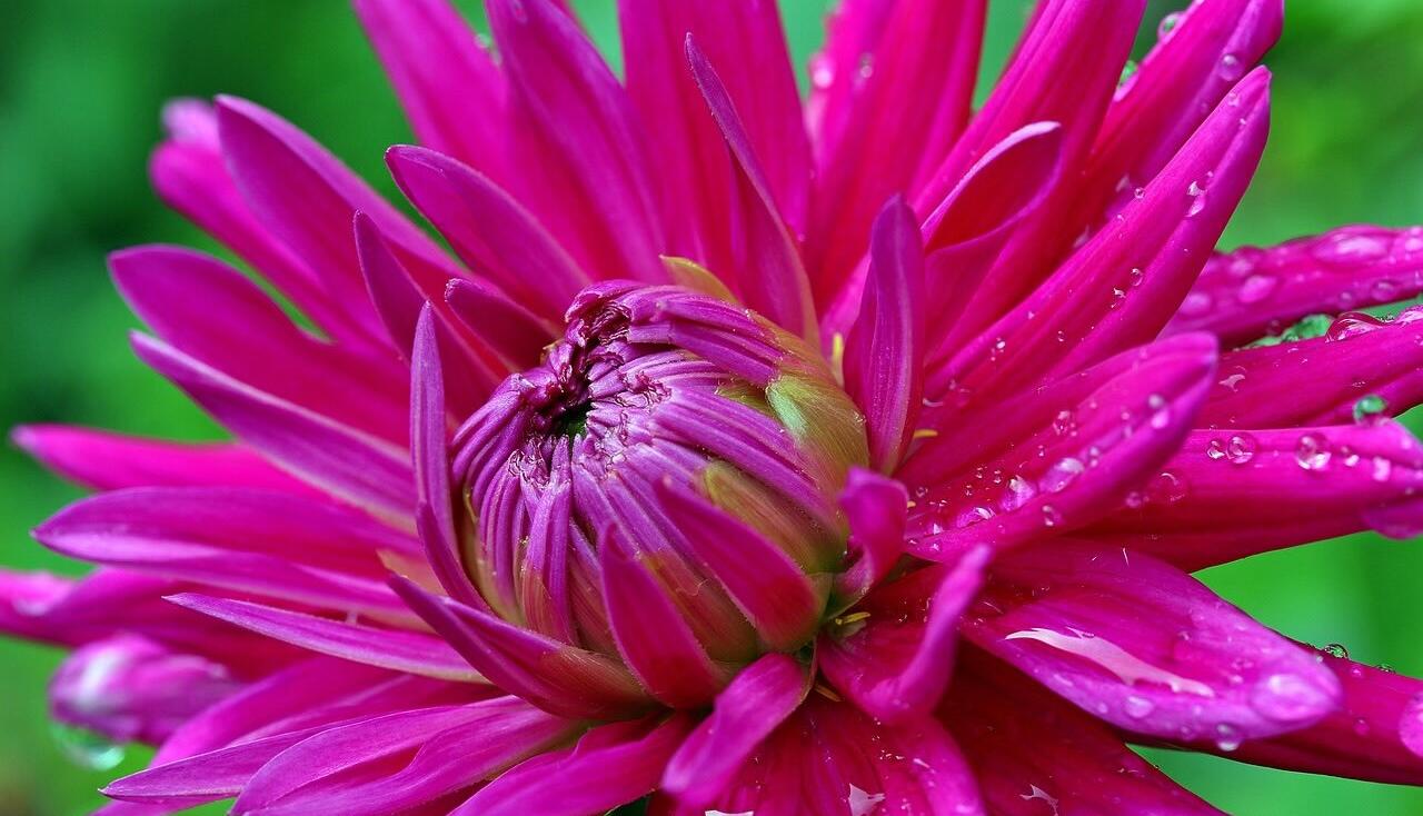 Best pink flowers in a garden