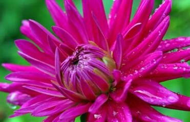 Best pink flowers in a garden