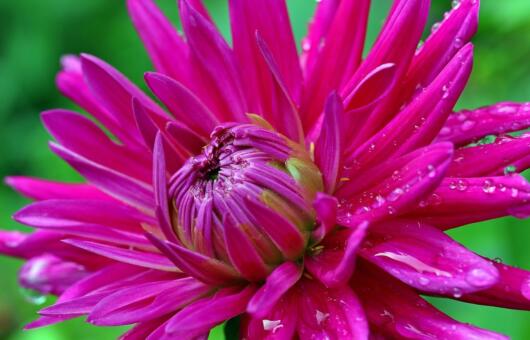 Best pink flowers in a garden
