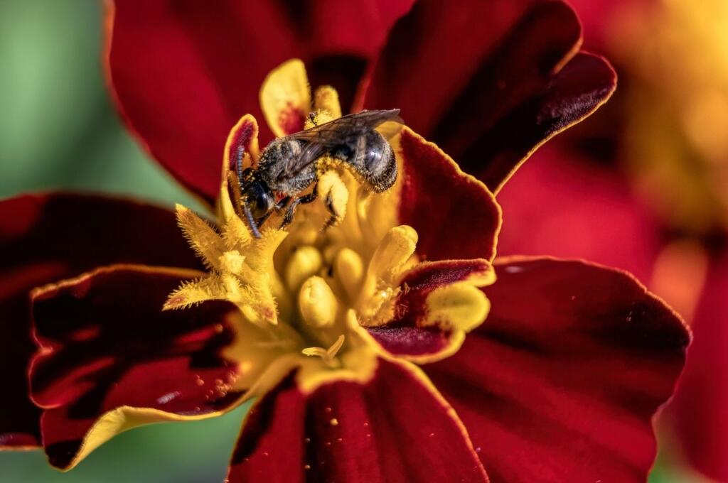 Solitary bees collecting pollen