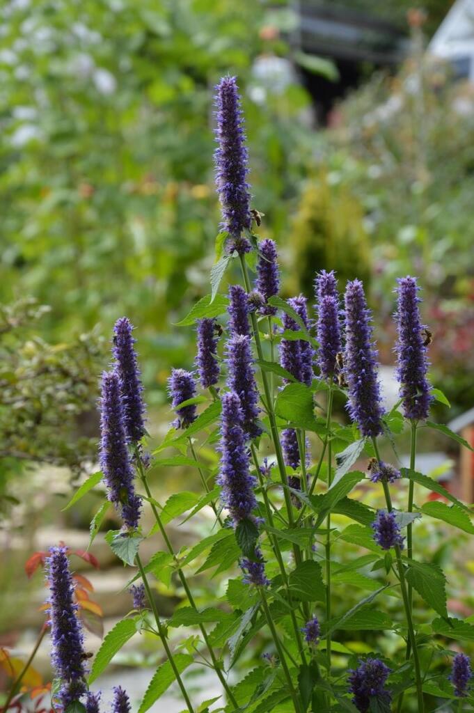 Alternatives to lavender