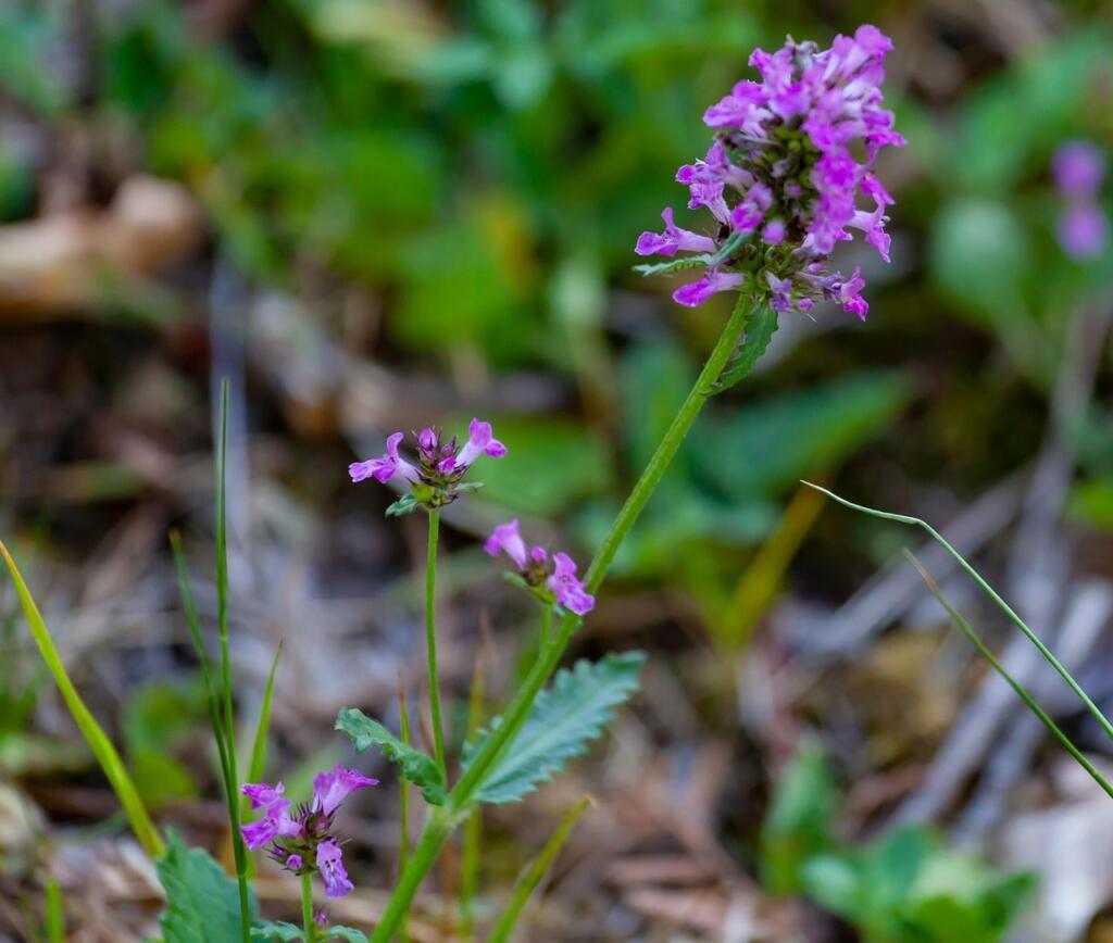 Stachys betony herb occult