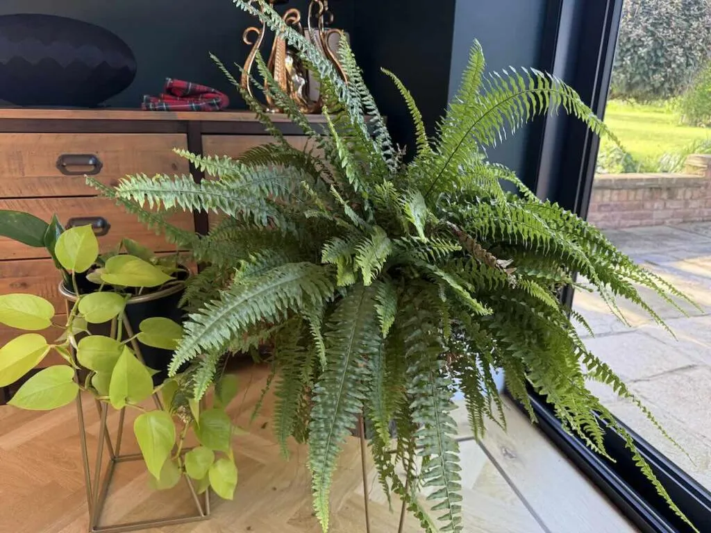 Boston ferns