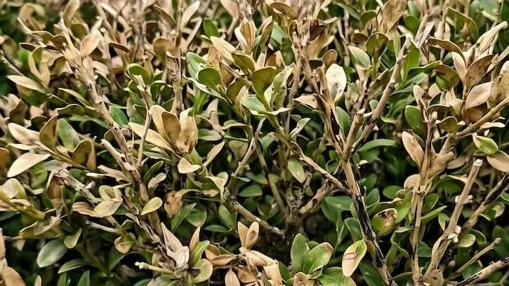 Box blight and cures