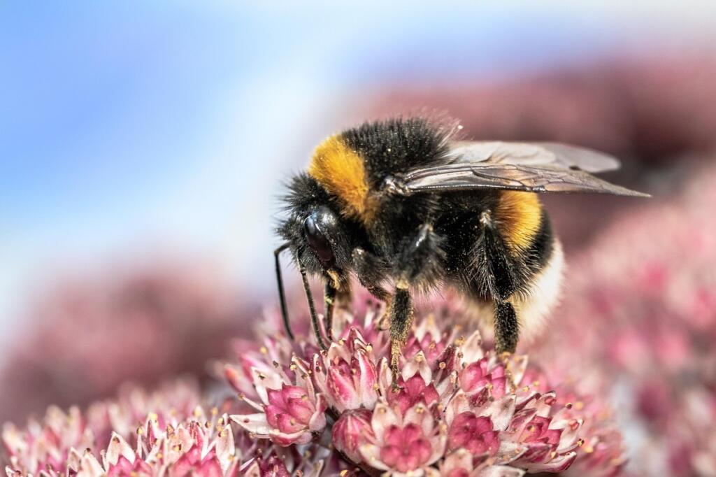 Bumble bees and plants for bees