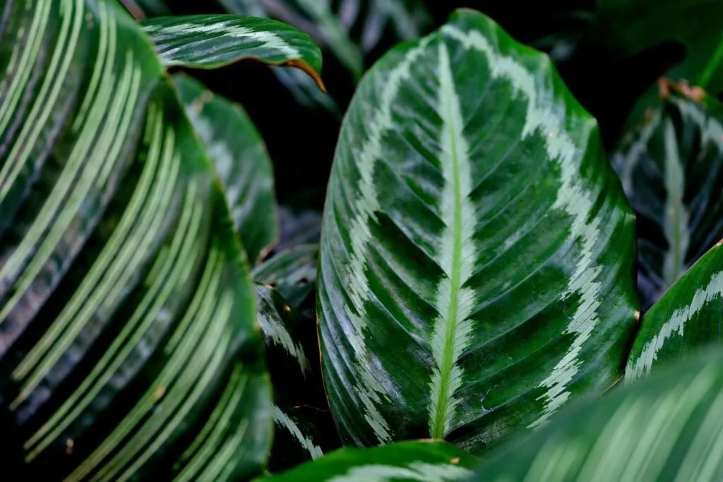 Prayer plant