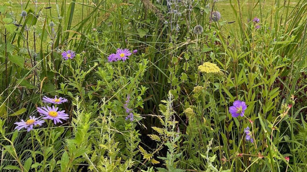 Coastal plants in a show garden border by Lee Burkhill