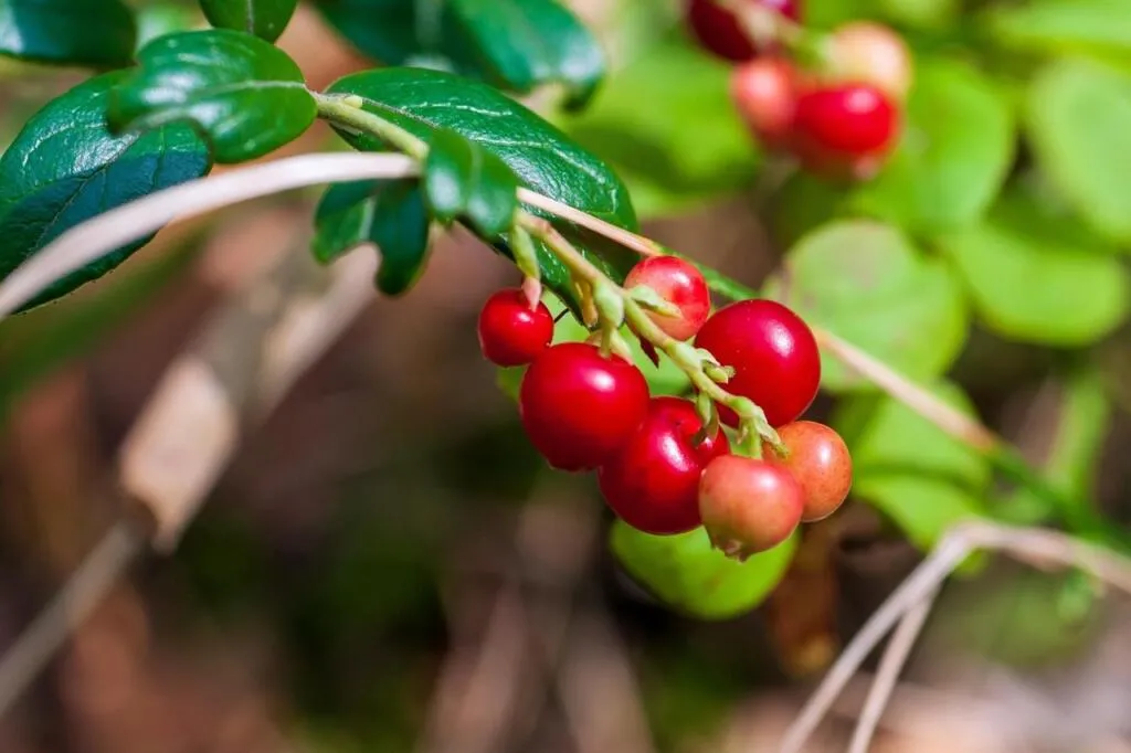 Cranberry plants