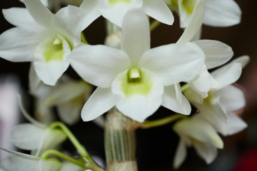 Dendrobium orchids