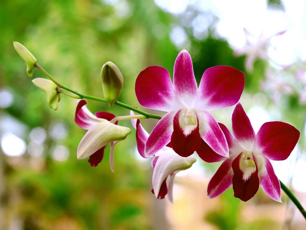 Orchid care guide