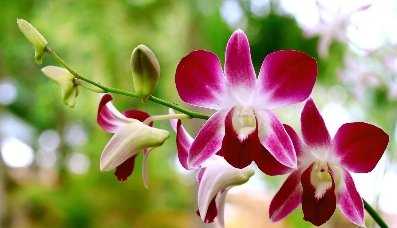 Orchid care guide