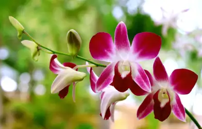 Orchid care guide