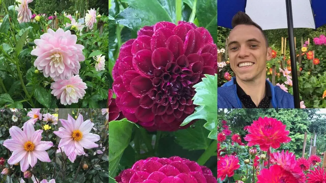 Dahlia growing guide
