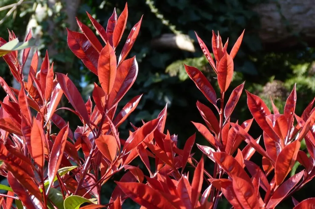 Photinia red robins