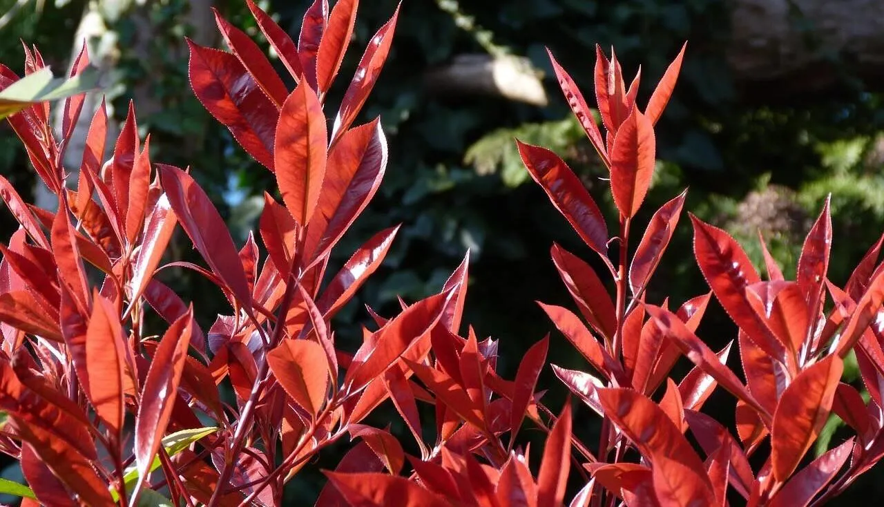 Photinia red robins