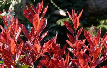 Photinia red robins