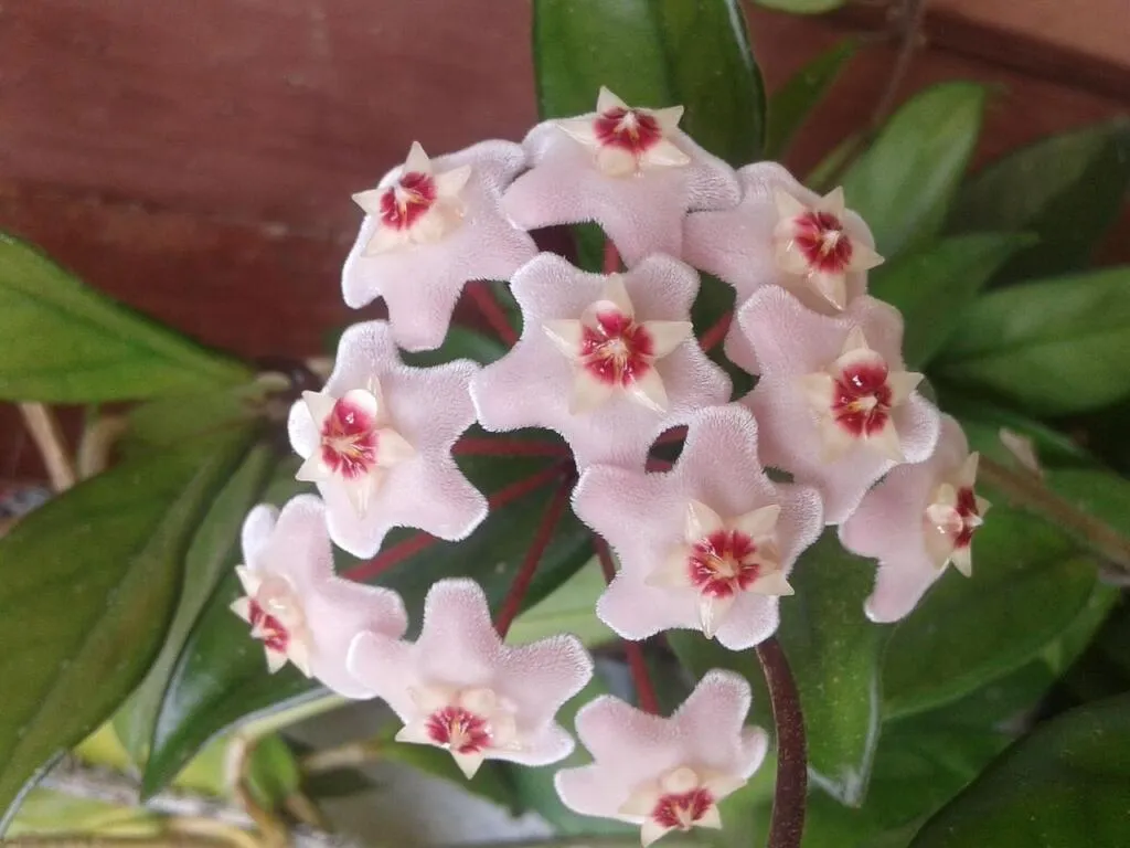 Wax plant guide