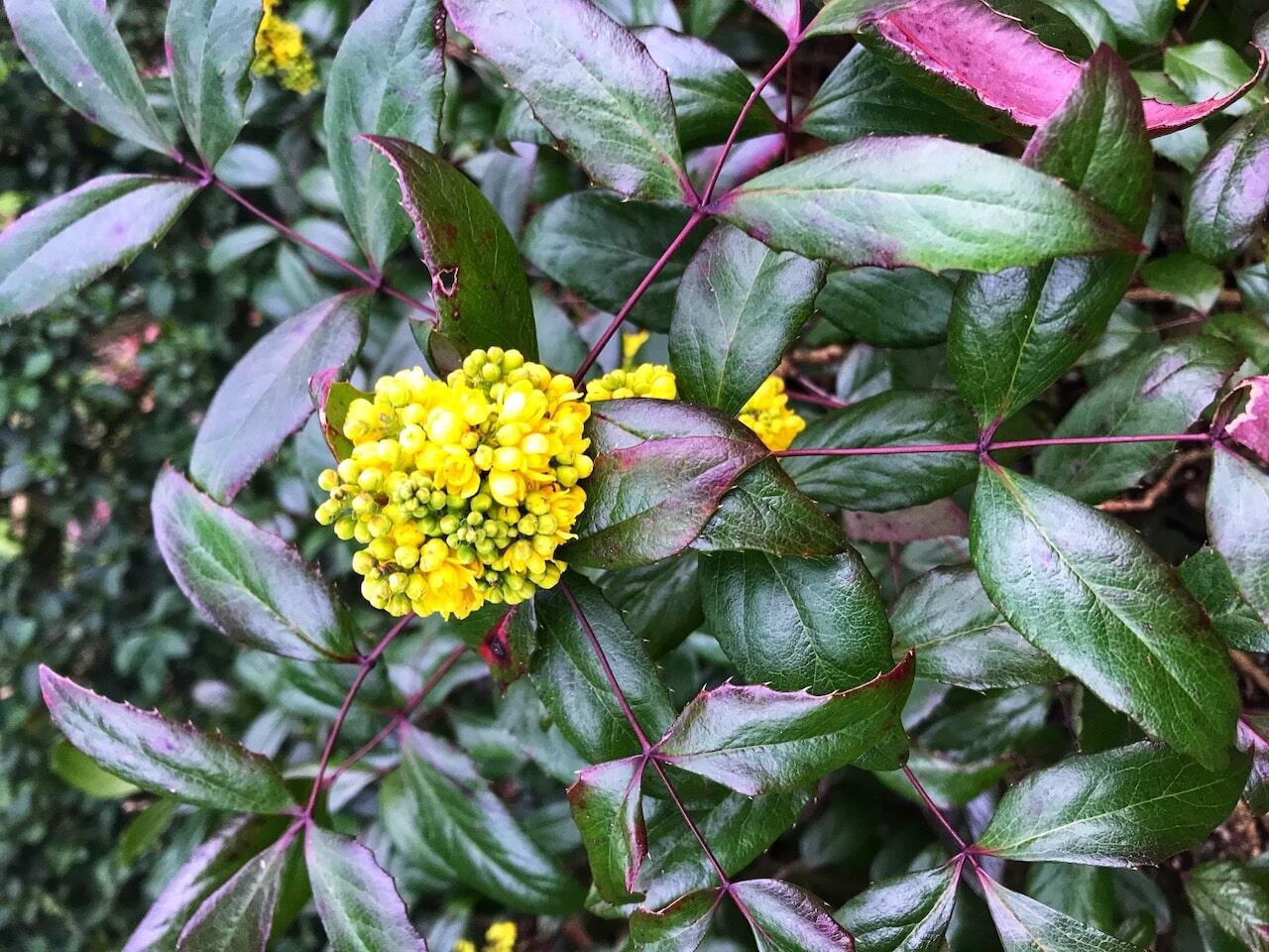 Mahonia winter sun
