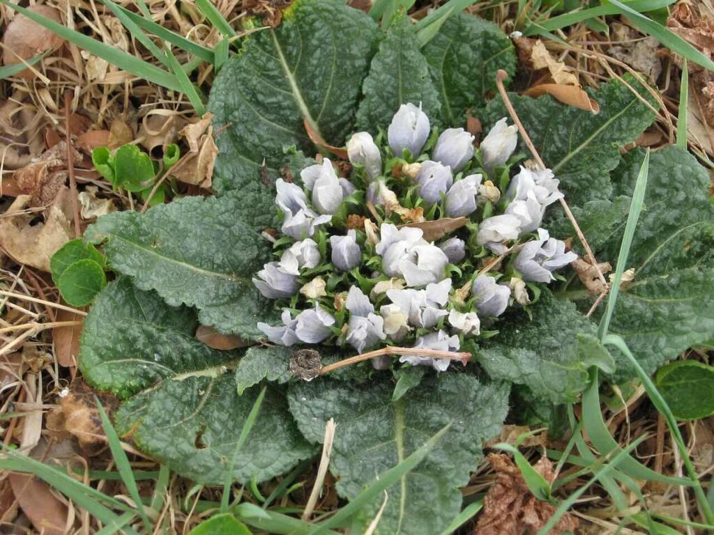 Mandrake flowers