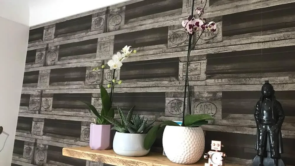 A shelf of orchids positioned out of direct sunlight at Garden Ninja HQ
