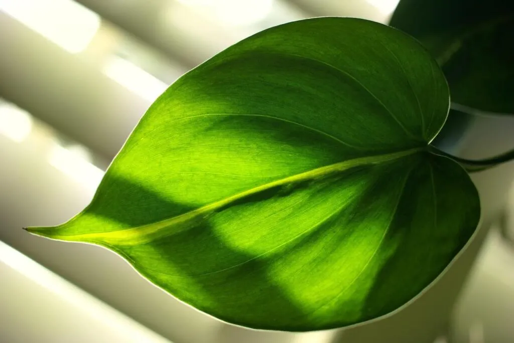 Philodendron houseplant