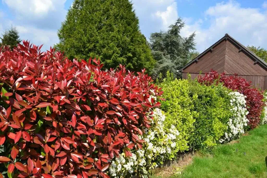 Photinia hedge pruning