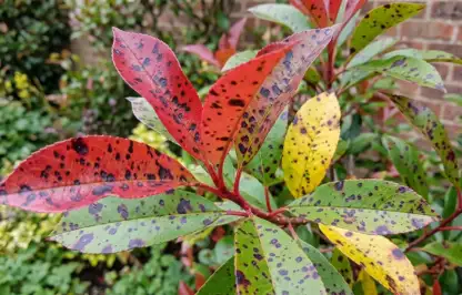 Photinia black spot