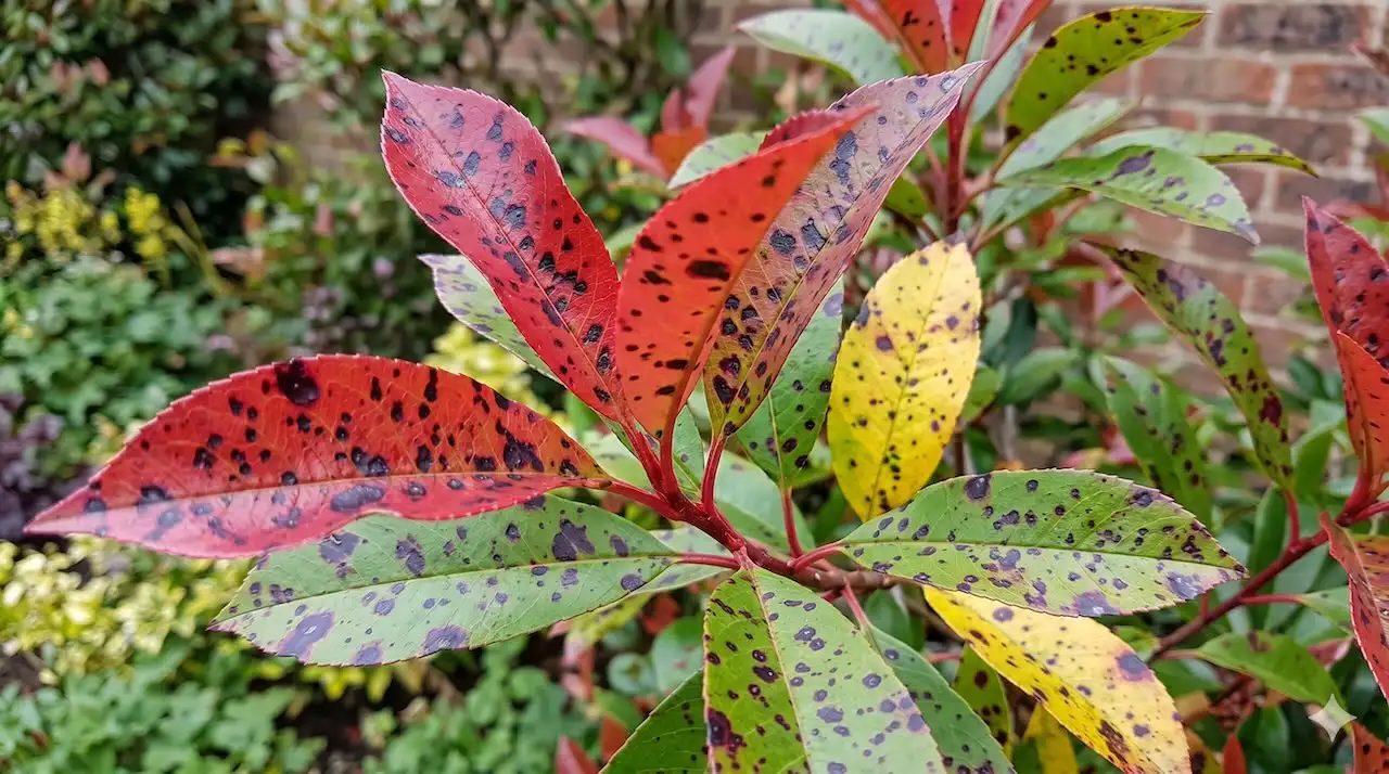 Photinia black spot
