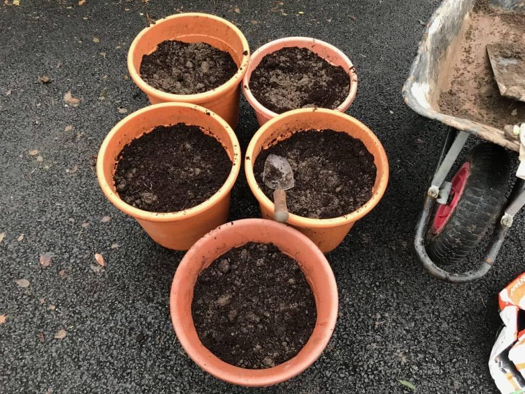 Five pots filled with compost ready for tree grafts