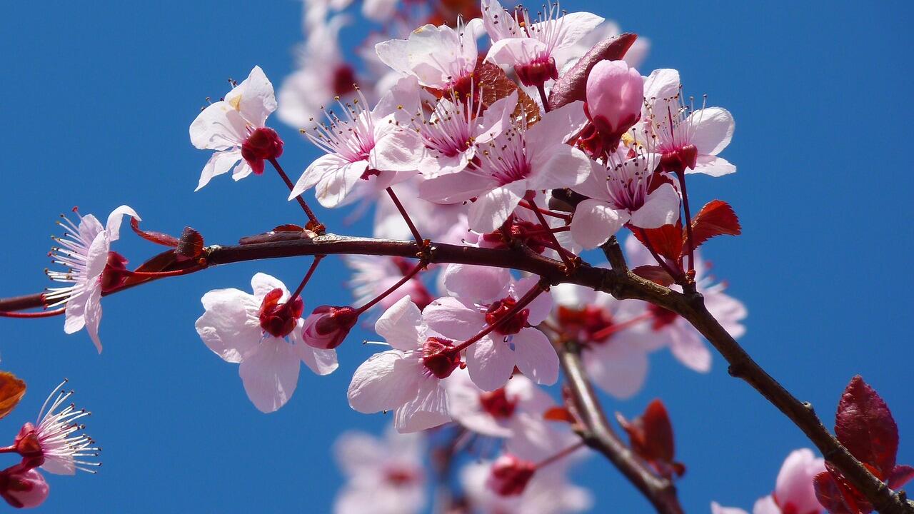 Pink cherry blossom