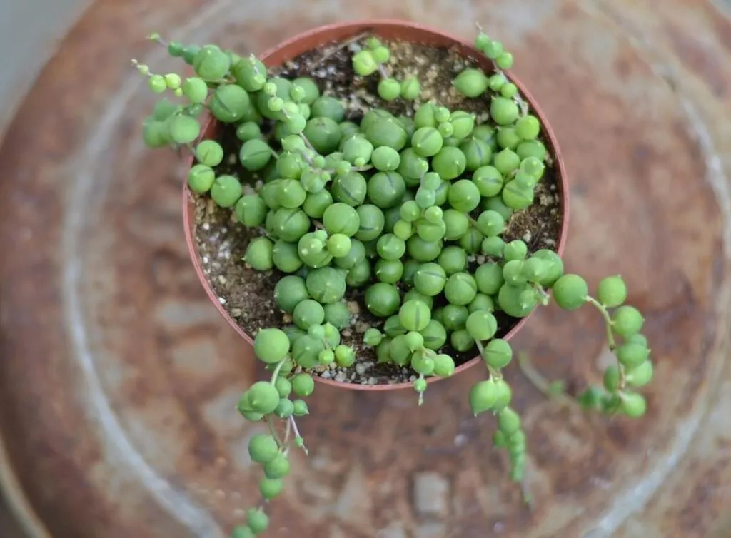 String of pearls plant