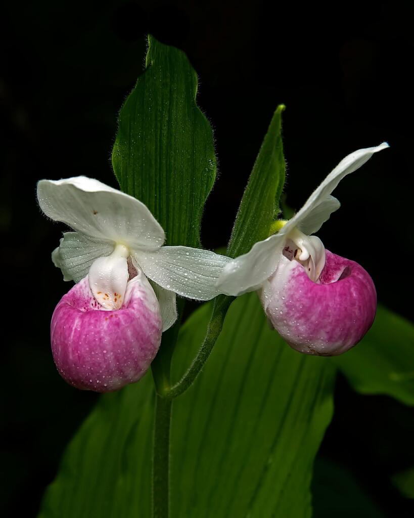 Slipper orchid