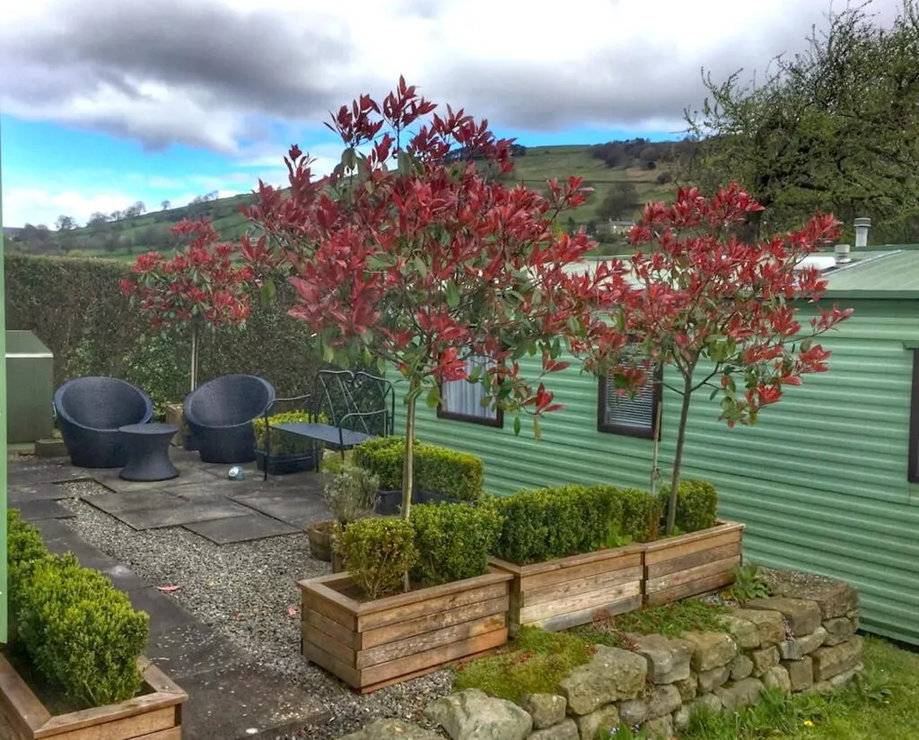 A row of standard photinias