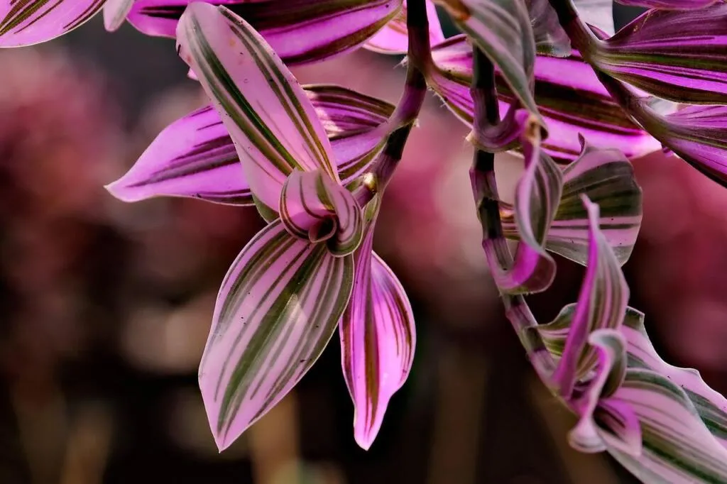 Wandering dude plant