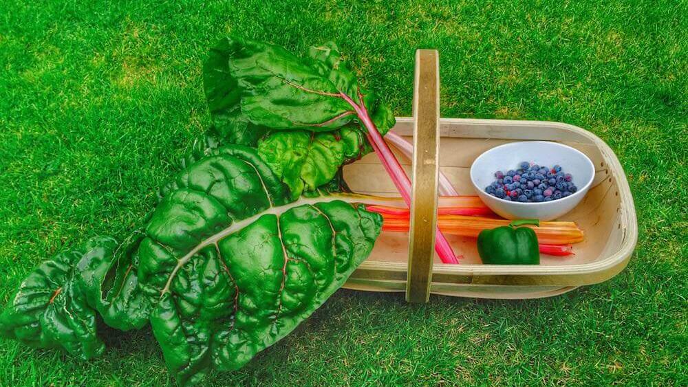 A garden trug full of freshly harvested vegetables