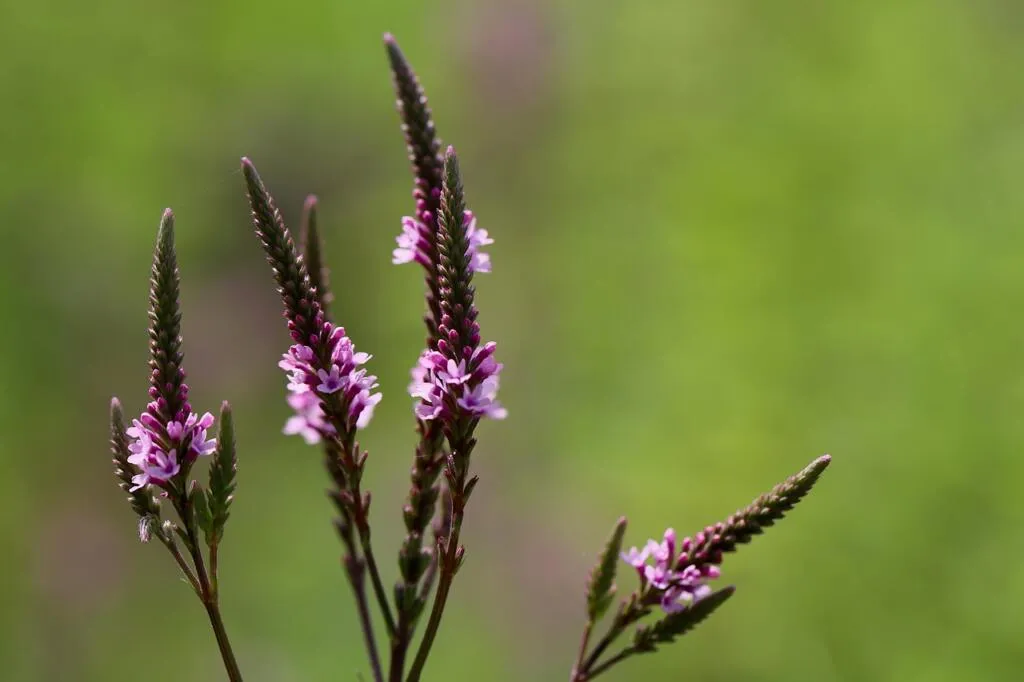 Vervain officinalis