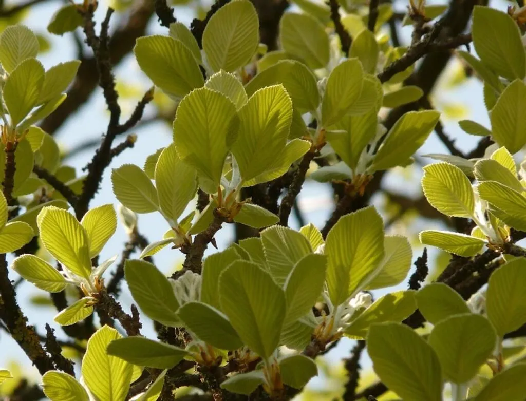 Whitebeam for chalk soil