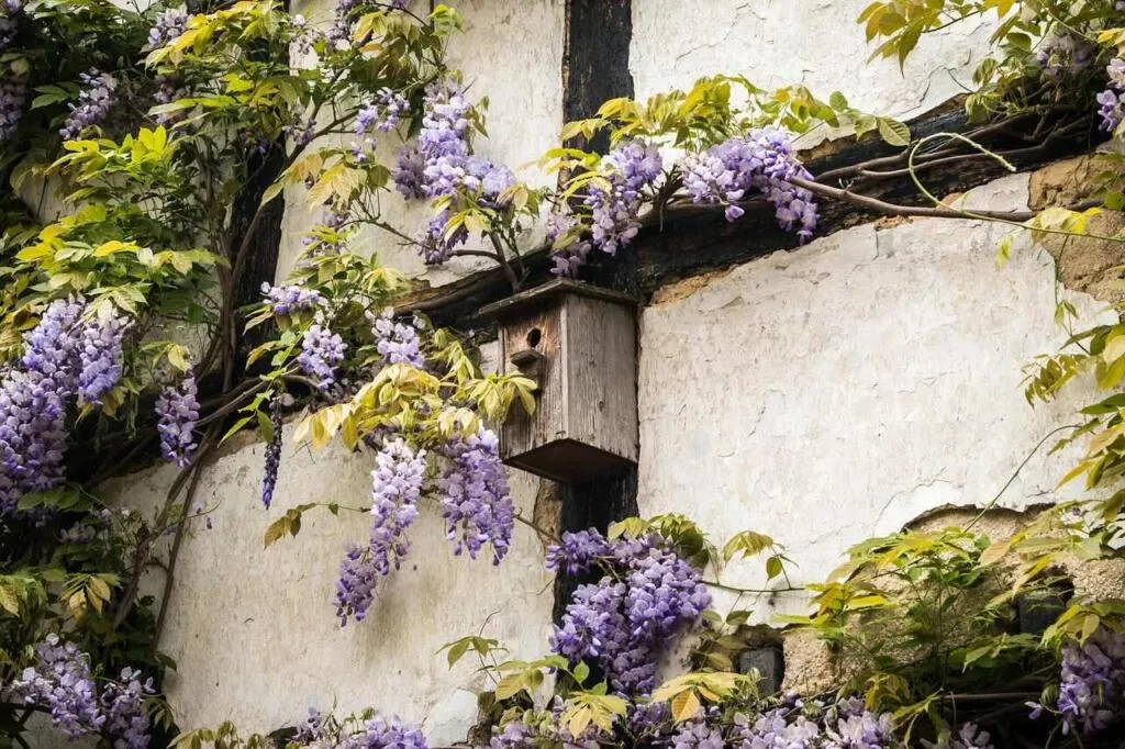 Wisteria training