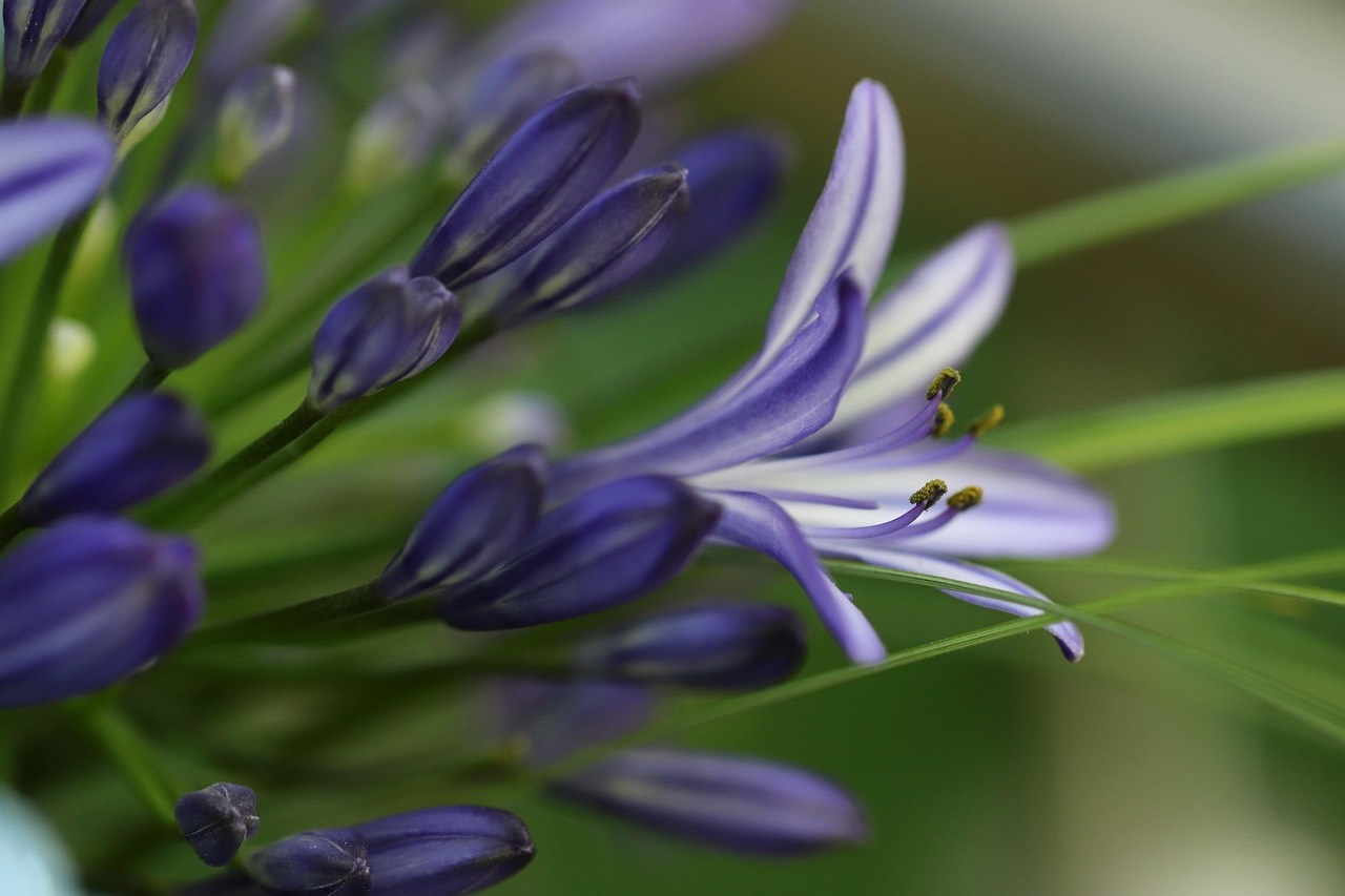 Agapanthus blue flower