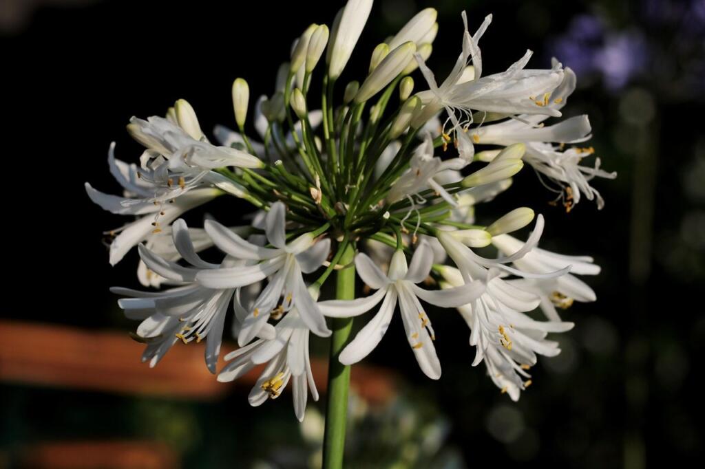 White agapanthus