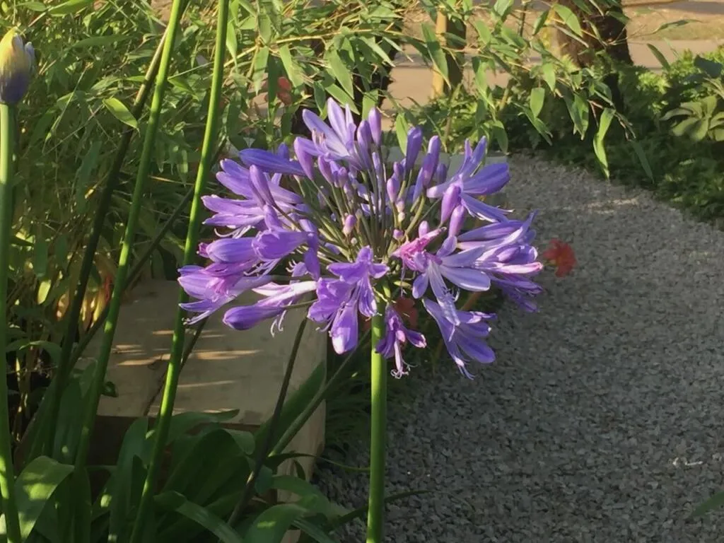 A blue agapanthus