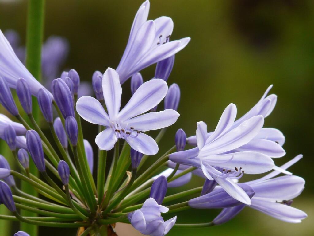 A agapanthus flower