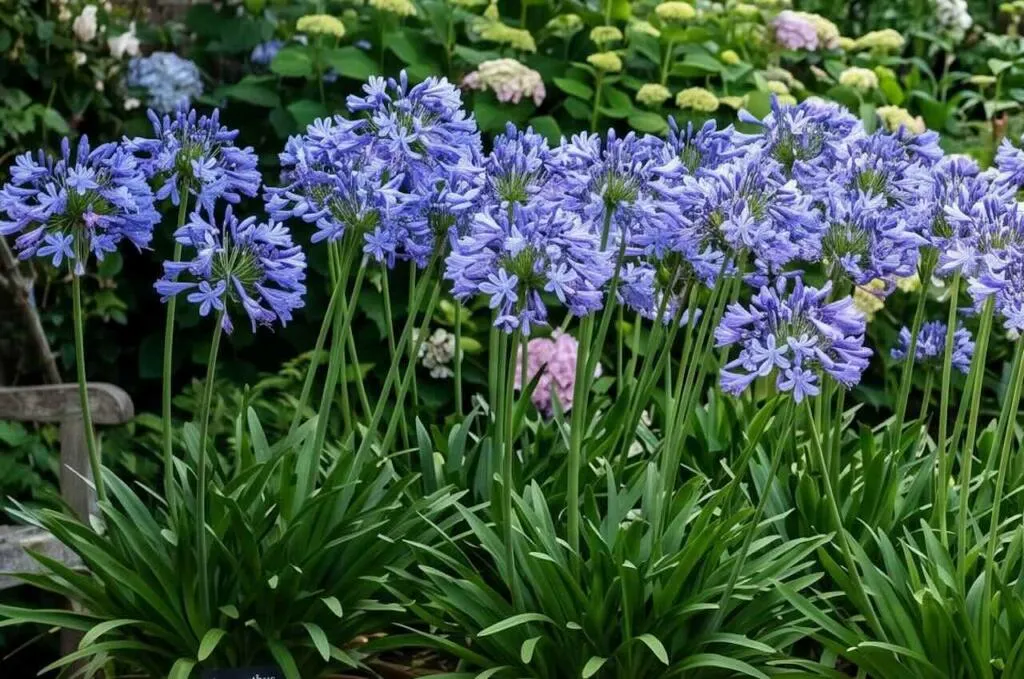 Agapanthus types